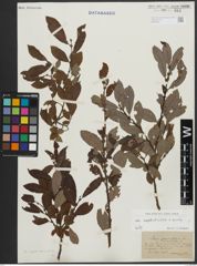 Foto von Salix appendiculata Vill. x Salix aurita L.